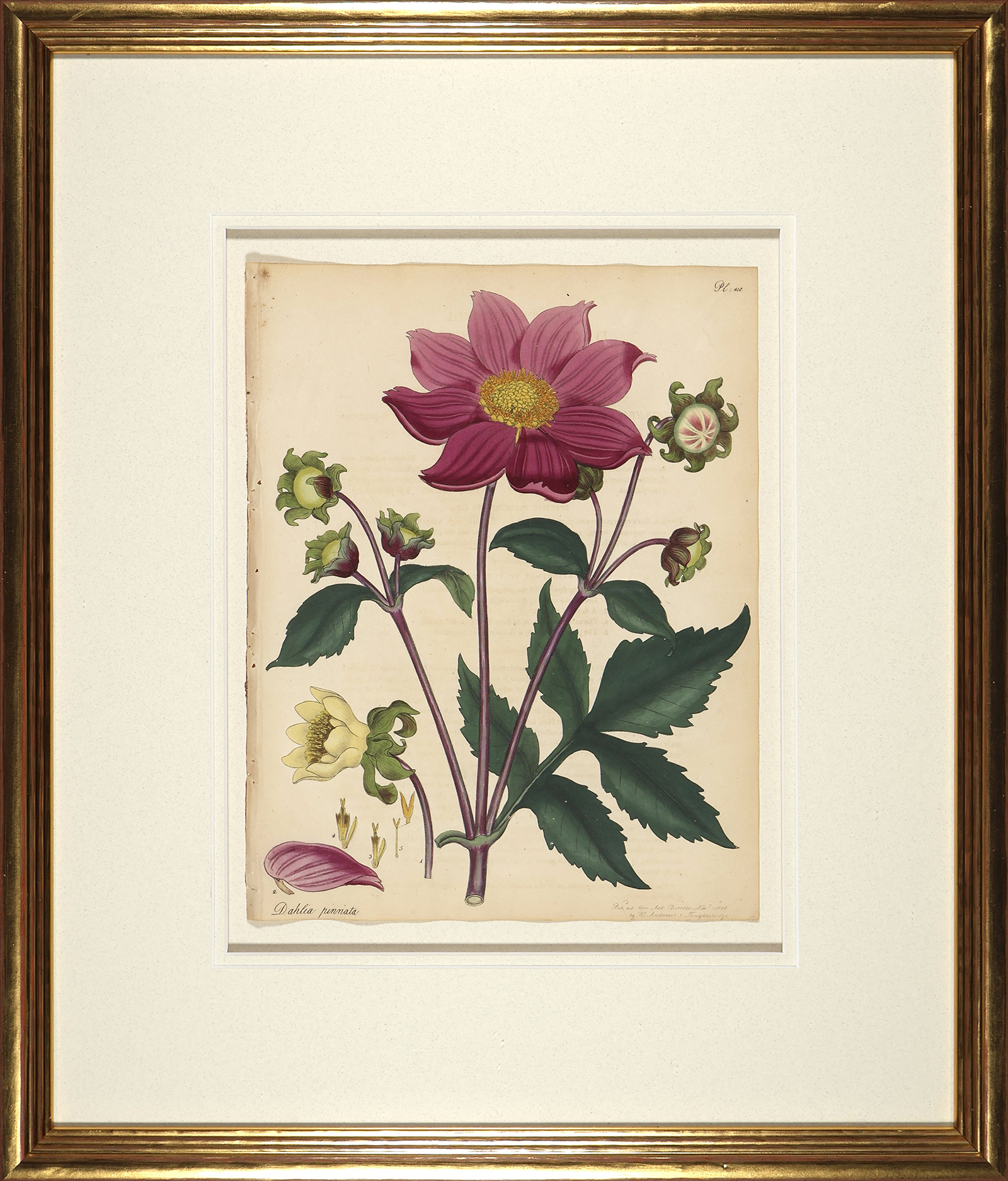 Andrews Botanicals in Gold Frame